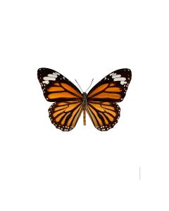 Dekor Deluxe stenska okrasna fotografija metulja z oranžnimi in črno belimi krili na beli podlagi v velikosti 30 x 40 cm in visoki ločljivosti.