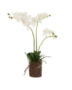 Dekor Deluxe večja orhideja z belimi cvetovi in zunanjimi koreninami iz tekstila in umetne mase.