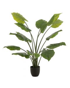 Dekor Deluxe umetna rastlina taro z velikimi ploščatimi listi na visokih steblih v črnem cvetličnem lončku.