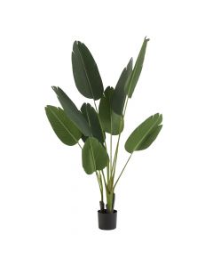 Dekor Deluxe visoka umetna rastlina strelicija z velikimi listi z značilnimi zarezami v črnem cvetličnem lončku.