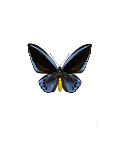 Dekor Deluxe stenska okrasna fotografija metulja s temno modrimi in črnimi krili na beli podlagi v velikosti 30 x 40 cm in visoki ločljivosti.
