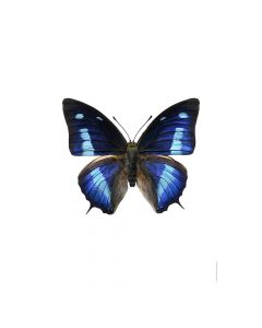 Dekor Deluxe stenska okrasna fotografija metulja s temno in svetlo modrimi krili na beli podlagi v velikosti 30 x 40 cm in visoki ločljivosti.