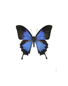 Dekor Deluxe stenska okrasna fotografija metulja s temno modrimi in črnimi krili na beli podlagi v velikosti 30 x 40 cm in visoki ločljivosti.
