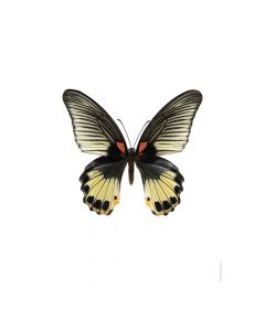 Dekor Deluxe stenska okrasna fotografija metulja z rumenimi in črnimi krili na beli podlagi v velikosti 30 x 40 cm in visoki ločljivosti.