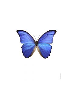 Dekor Deluxe stenska okrasna fotografija metulja s svetlo modrimi krili in črnimi lisami na beli podlagi v velikosti 30 x 40 cm in visoki ločljivosti.