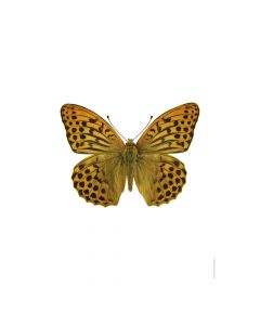 Dekor Deluxe stenska okrasna fotografija metulja z oranžnimi in črnimi krili na beli podlagi v velikosti 30 x 40 cm in visoki ločljivosti.