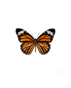 Dekor Deluxe stenska okrasna fotografija metulja z oranžnimi in črno belimi krili na beli podlagi v velikosti 30 x 40 cm in visoki ločljivosti.