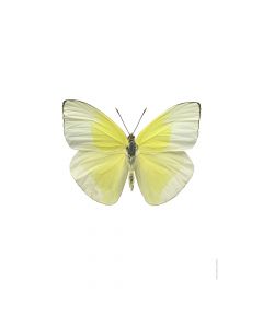 Dekor Deluxe stenska okrasna fotografija metulja s svetlo in temno rumenimi krili na beli podlagi v velikosti 30 x 40 cm in visoki ločljivosti.