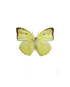 Dekor Deluxe stenska okrasna fotografija metulja z rumenimi krili ter črnimi obrobami na beli podlagi v velikosti 30 x 40 cm in visoki ločljivosti.