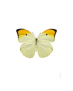 Dekor Deluxe stenska okrasna fotografija metulja z rumeno oranžno črnimi krili na beli podlagi v velikosti 30 x 40 cm in visoki ločljivosti.