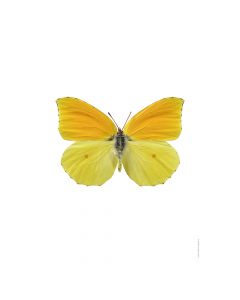 Dekor Deluxe Stenska okrasna fotografija metulja z rumeno oranžnimi krili na beli podlagi v velikosti 30 x 40 cm in visoki ločljivosti.