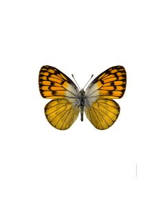 Dekor Deluxe stenska okrasna fotografija metulja z oranžno črnimi krili na beli podlagi v velikosti 30 x 40 cm in visoki ločljivosti.