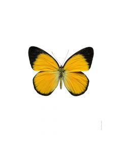 Dekor Deluxe stenska okrasna fotografija metulja z oranžno črnimi krili na beli podlagi v velikosti 30 x 40 cm in visoki ločljivosti.