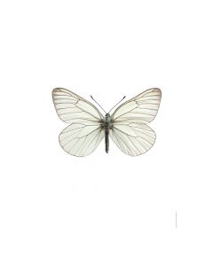 Dekor Deluxe stenska okrasna fotografija metulja z mrežastimi belimi krili na beli podlagi v velikosti 30 x 40 cm in visoki ločljivosti.