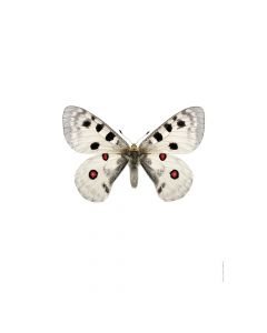 Dekor Deluxe stenska okrasna fotografija metulja z belo rdeče in črnimi krili na beli podlagi v velikosti 30 x 40 cm in visoki ločljivosti.