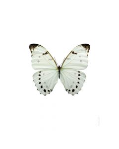 Dekor Deluxe stenska okrasna fotografija metulja z belo črnimi krili na beli podlagi v velikosti 30 x 40 cm in visoki ločljivosti.