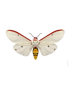 Dekor Deluxe stenska okrasna fotografija vešča z belo rdečimi krili in oranžnim zadkom na beli podlagi v velikosti 30 x 40 cm in visoki ločljivosti.