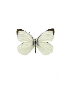 Dekor Deluxe stenska okrasna fotografija metulja z belo črnimi krili na beli podlagi v velikosti 30 x 40 cm in visoki ločljivosti.