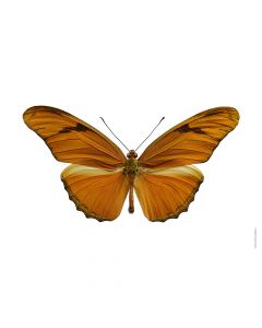Dekor Deluxe stenska okrasna fotografija rjavega metulja s širokimi krili na beli podlagi v velikosti 30 x 40 cm in visoki ločljivosti.
