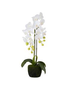 Dekor Deluxe umetna roža orhideja z belimi cvetovi in zunanjimi koreninami iz umetne mase.